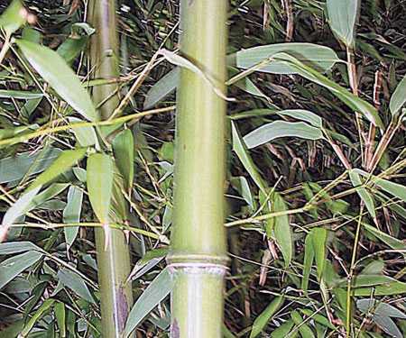 DÓSA Zsuzsanna: Hazai körülmények között szépen fejlődő bambuszok