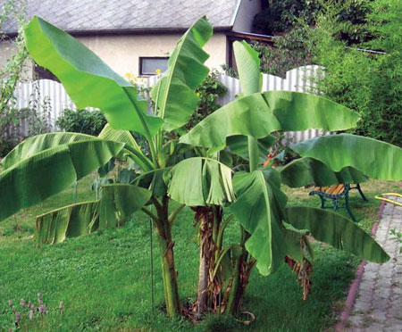 FREI Ferenc: Egzotikus növények a kertben (2.) - <em>Musa basjoo</em> (japán kenderbanán, télálló banán)
