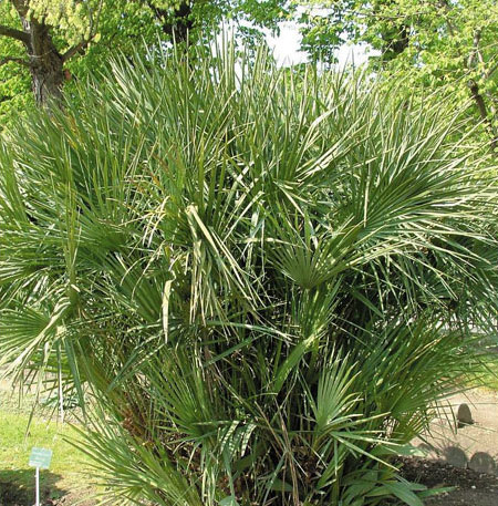 FREI Ferenc: Egzotikus növények a kertben (3.) – Chamaerops humilis (európai törpepálma, lószorpálma)