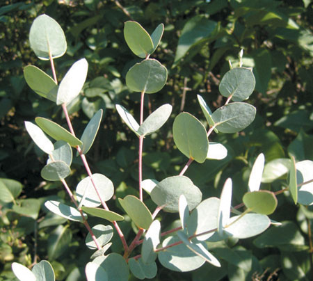 FREI Ferenc: Egzotikus növények a kertben (5.) – Eucalyptus gunnii (tasmániai havasi eukaliptusz)