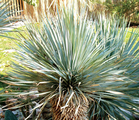 FREI Ferenc – Egzotikus növények a kertben (7.) – Yucca rostrata (sascsőr yucca)